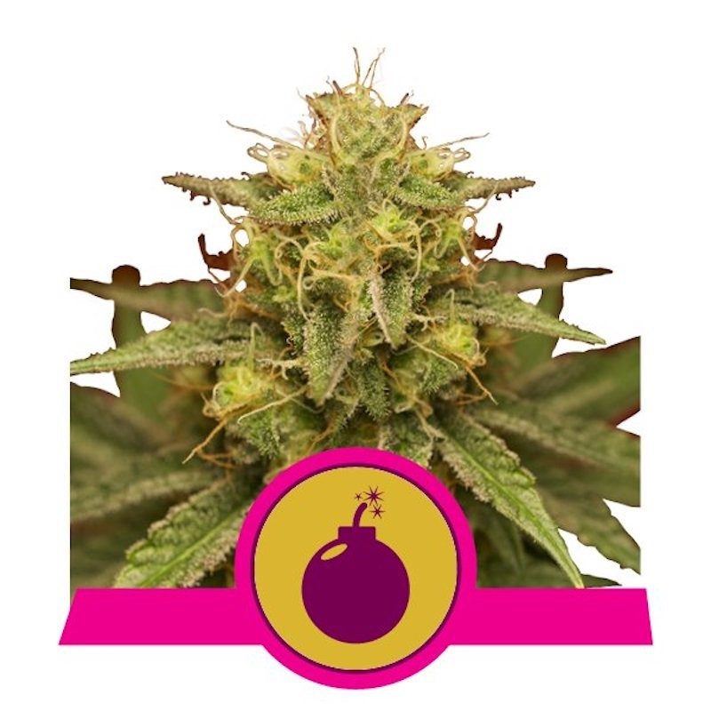 Royal domina royal queen seeds féminisée