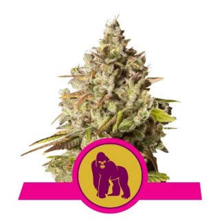 Royal gorilla royal queen seeds féminisée