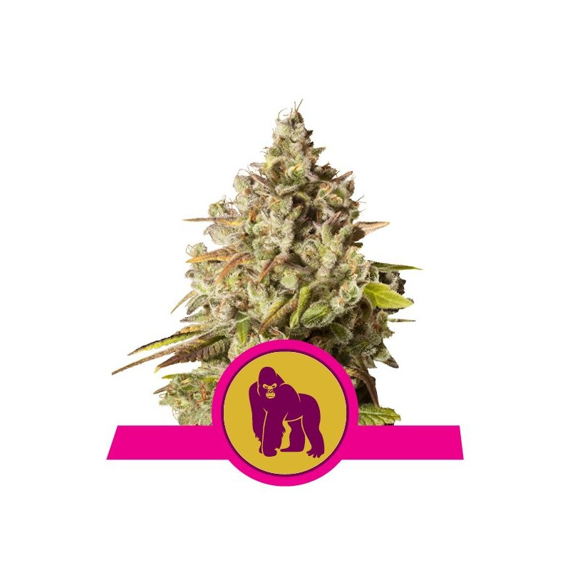 Royal gorilla royal queen seeds féminisée