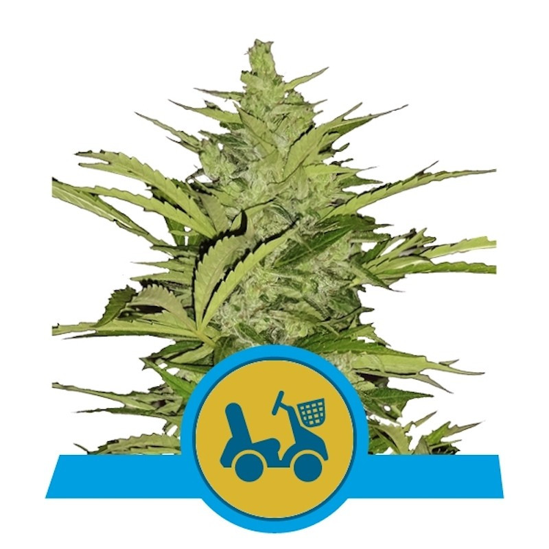 Fast eddy auto CBD royal queen seeds