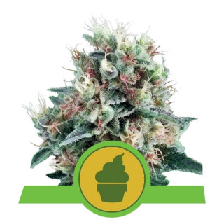 Royal creamatic auto royal queen seeds