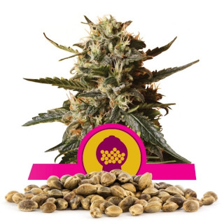 Bubble gum xl royal queen seeds