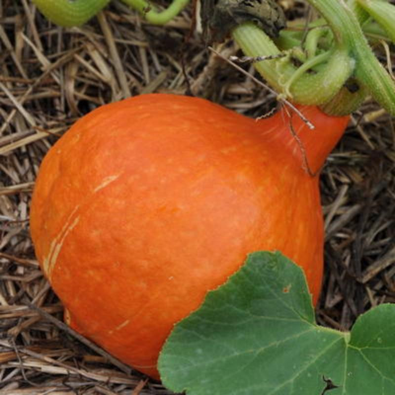 Courges maxima potimarron red kury