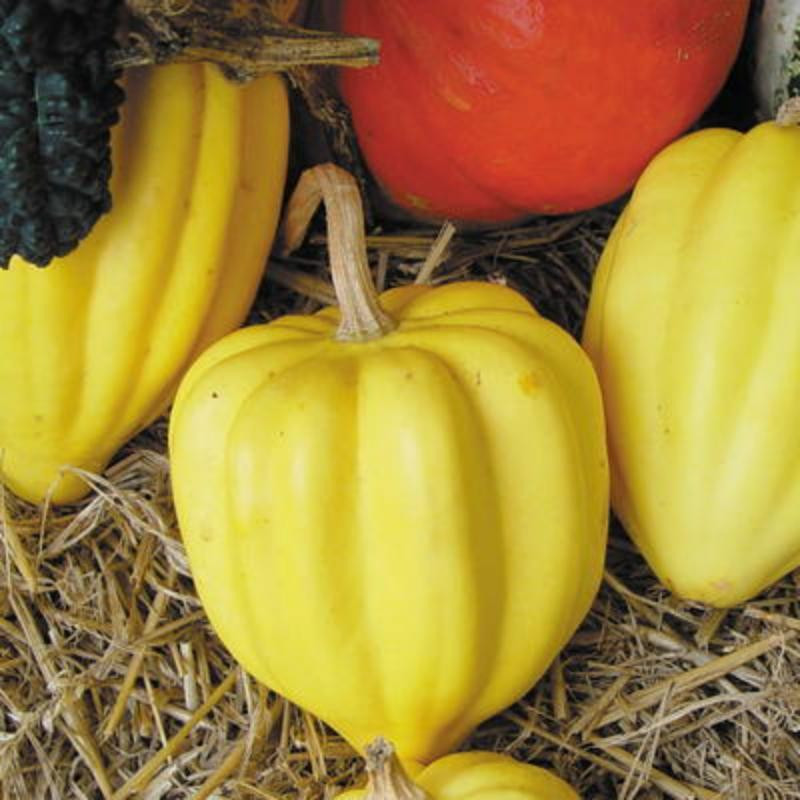 Courges pepo table gold