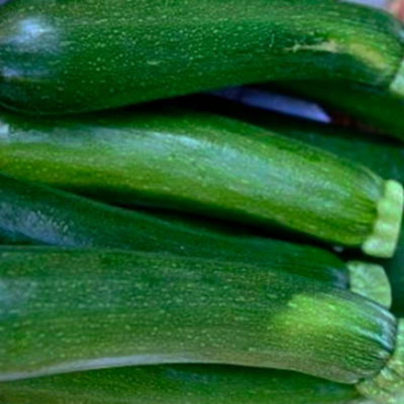 Courgettes Verte de Milan Black Beauty