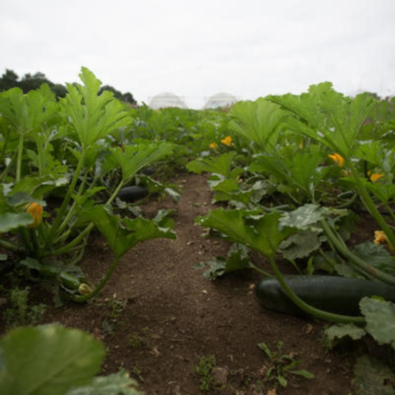 Courgettes Zuboda - Kokopelli