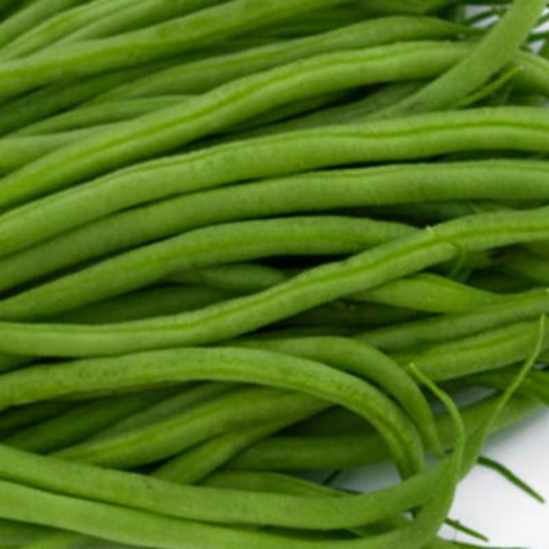 Haricot mangetout nain la victoire