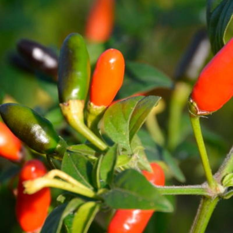 Piment très fort coban chile