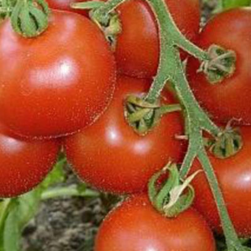 Tomate rouge kotlas bio - Kokopelli