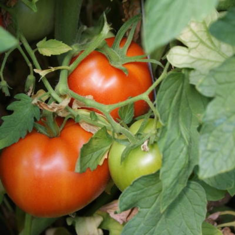 Tomate rouge Perestroika - Kokopelli