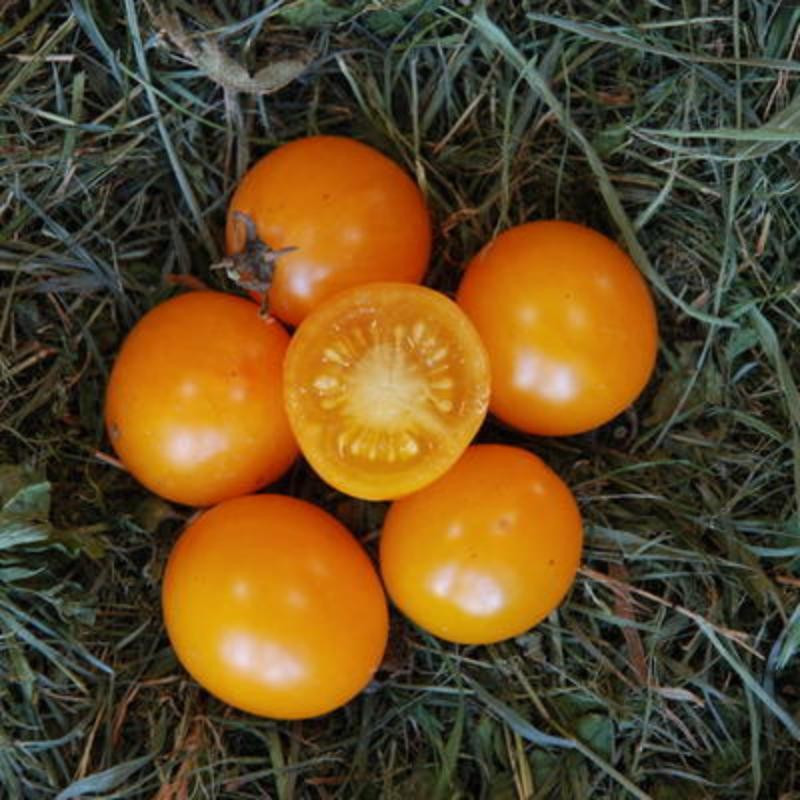 Tomate-Cerise Jaune Gold Nugget - Kokopelli
