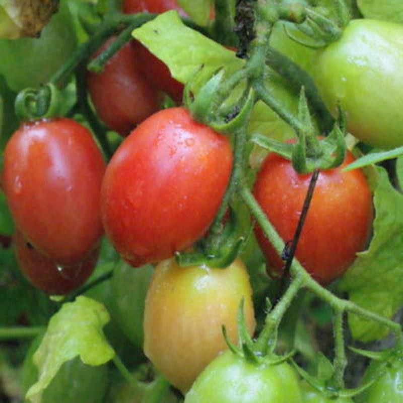 Tomate-Cerise Rose Whippersnapper - Kokopelli