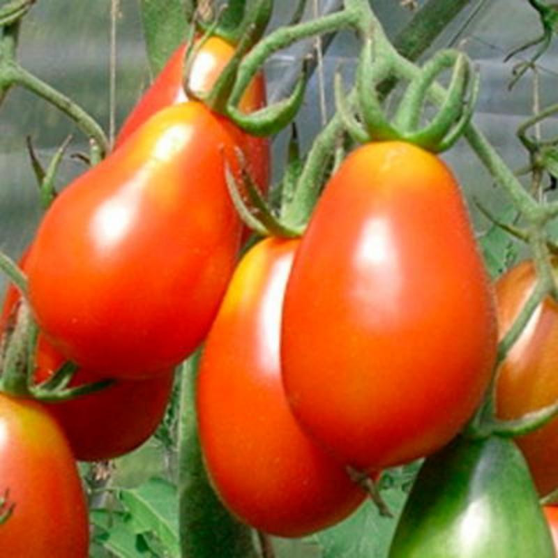 Tomate cerise rouge grappoli corbarino