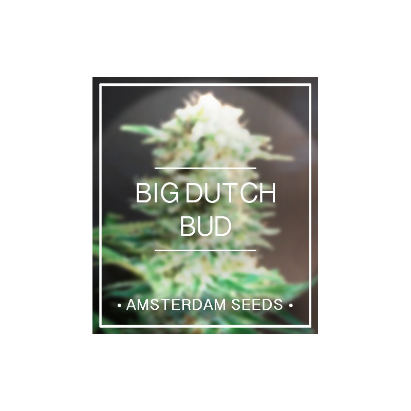 Big dutch bud amsterdam seeds