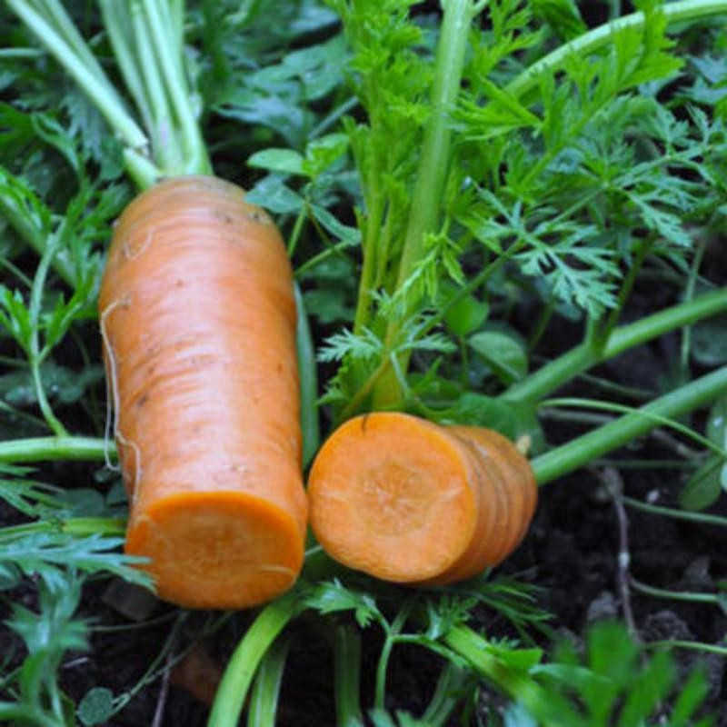 Carotte orange de Colmar à cœur rouge bio