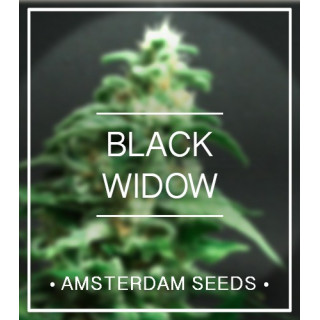 Black Widow - Féminisée - Amsterdam Seeds - Graines de Collection