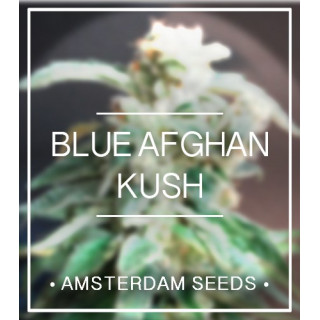 Blue afghan kush amsterdam seeds