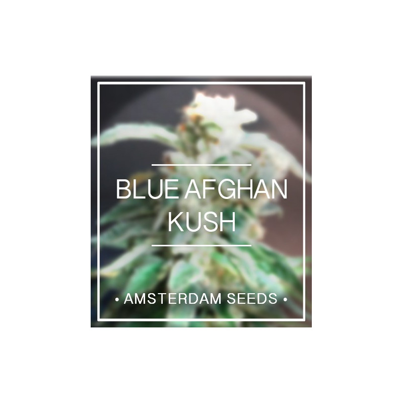 Blue afghan kush amsterdam seeds 20,00 € Blue afghan kush amsterdam seeds 20,00 €