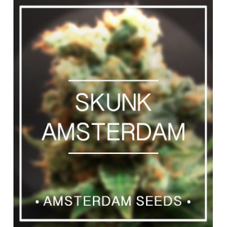 Skunk féminisée amsterdam seeds