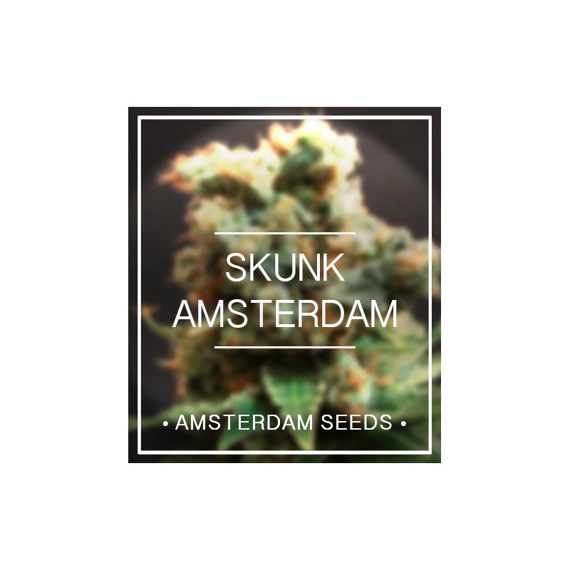 Skunk féminisée amsterdam seeds
