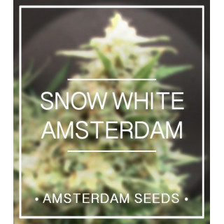 Snow White - Féminisée - Amsterdam Seeds - Graines de Collection