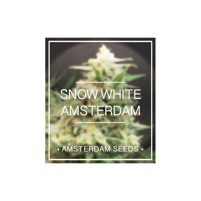 Snow White - Féminisée - Amsterdam Seeds - Graines de Collection