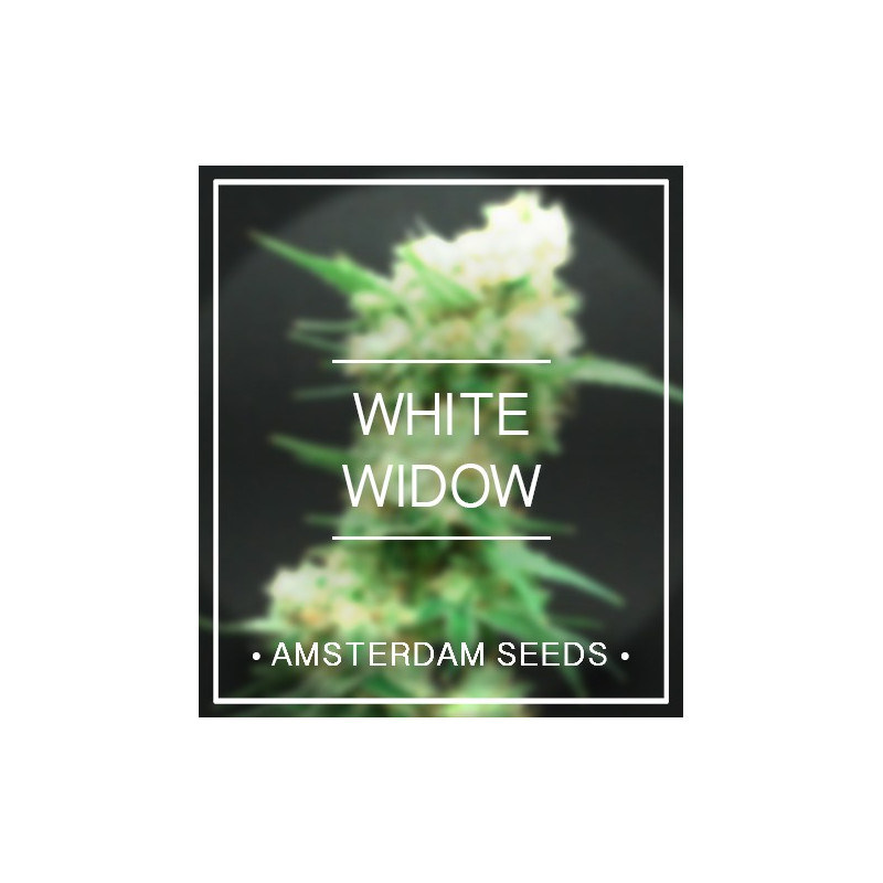 White widow amsterdam seeds