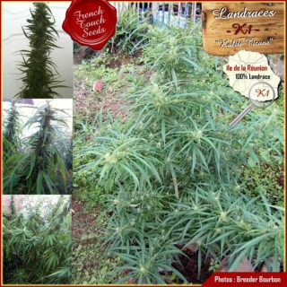 Landrace K1 french touch seeds régulières
