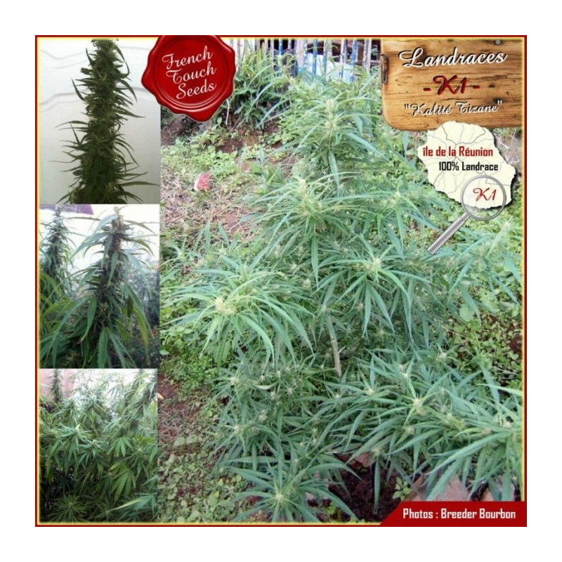 Landrace K1 french touch seeds régulières Landrace K1 french touch seeds régulières