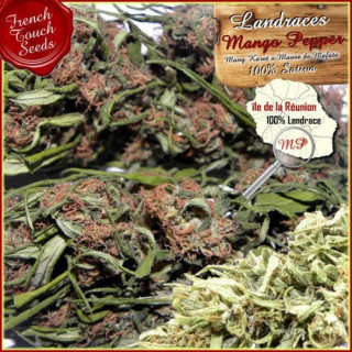 Mango pepper french touch seeds régulières