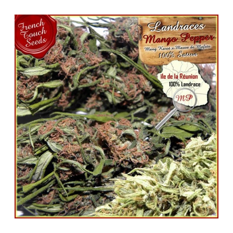 Mango pepper french touch seeds régulières Mango pepper french touch seeds régulières