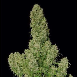 Guillotine auto french touch seeds Graines de Collection