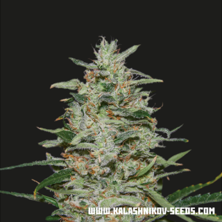 White russian og kalashnikov seeds