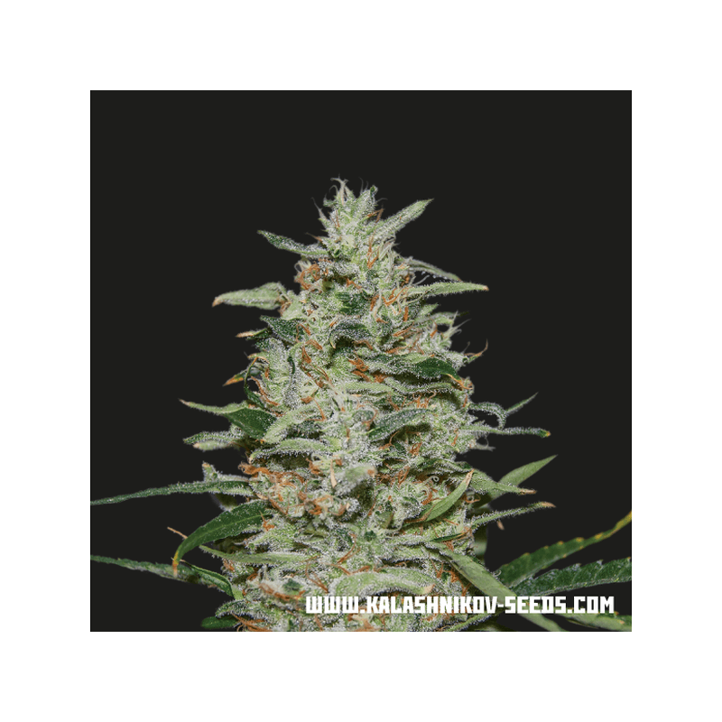 White russian og kalashnikov seeds