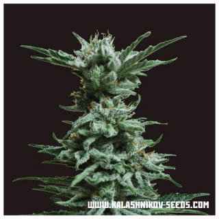 Ak skunk kalashnikov seeds