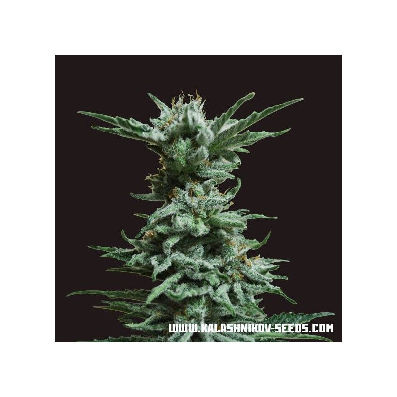 Ak skunk kalashnikov seeds