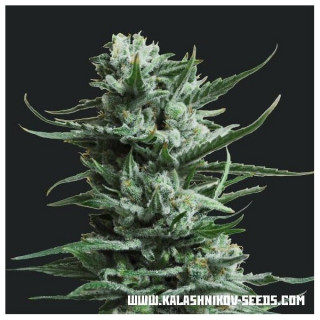 Siberian haze kalashnikov seeds