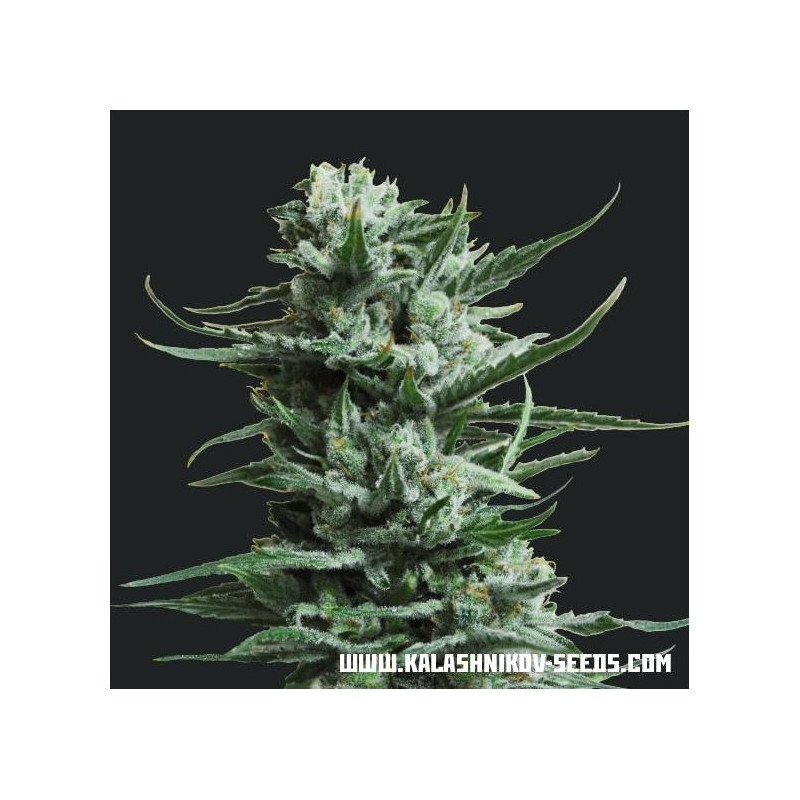 Siberian haze kalashnikov seeds