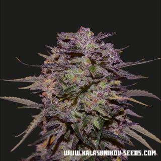 Purple russian express kalashnikov seeds