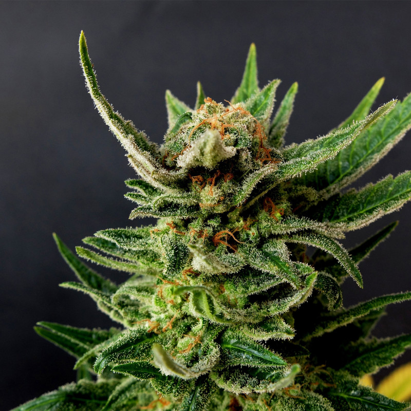 Gypsy kush kannabia féminisée
