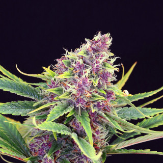 Purple Kush - Féminisée - Kannabia Seed Company - Graines de Collection