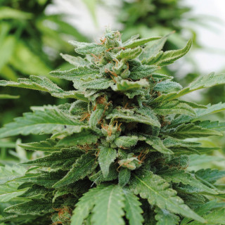 Karibbean mango kannabia féminisée