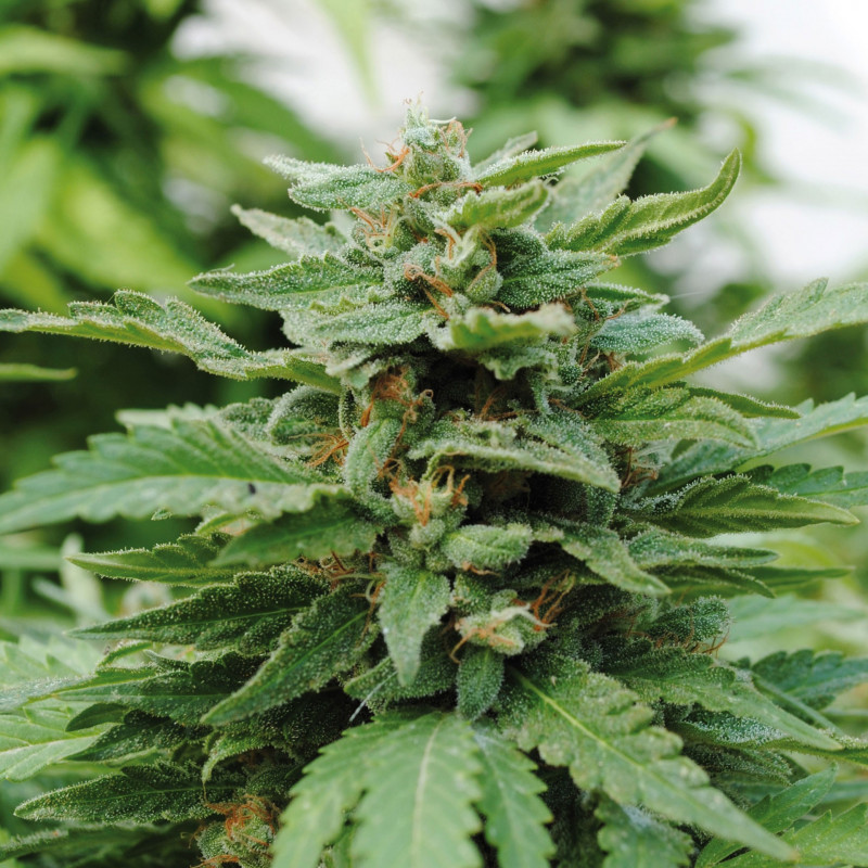 Karibbean mango kannabia féminisée