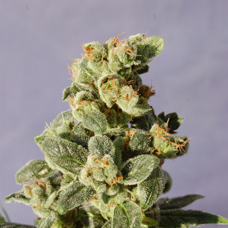Gnomo auto kannabia seeds