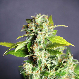 Mikromachine - Auto - Kannabia Seed Company - Graines de Collection