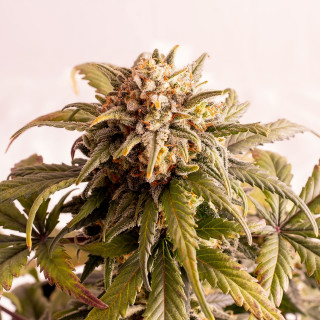 Speedy Boom - Auto - Kannabia Seed Company - Graines de Collection