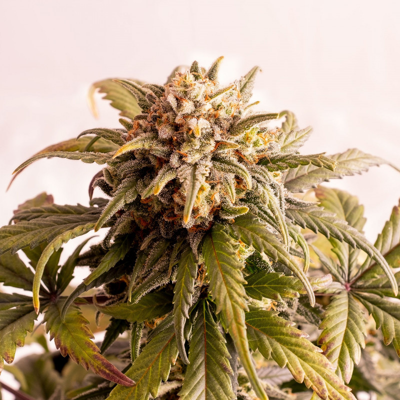 Speedy boom auto kannabia seeds