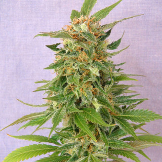 Ginger punch auto kannabia seeds Graines de Collection