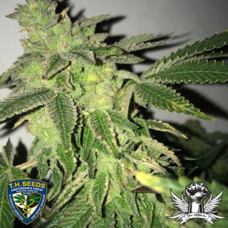 Shiloh z thseeds x massive creations