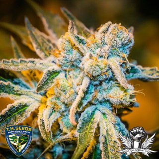 Zorro thseeds x massive créations régulières